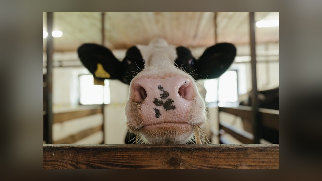 Avian Influenza H5N1 Surveillance in US Dairy Farms: A Growing Concern
