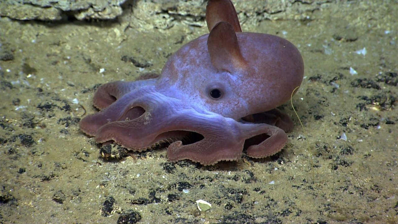 Analysis: Octopus Energy