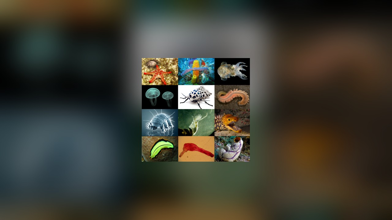 Analysis: Animal